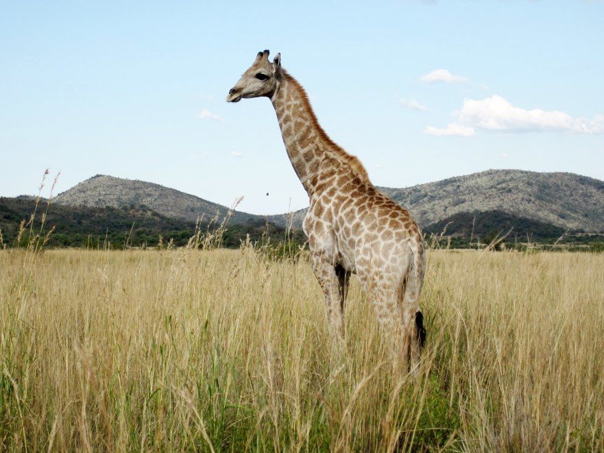 south africa malaria free game parks