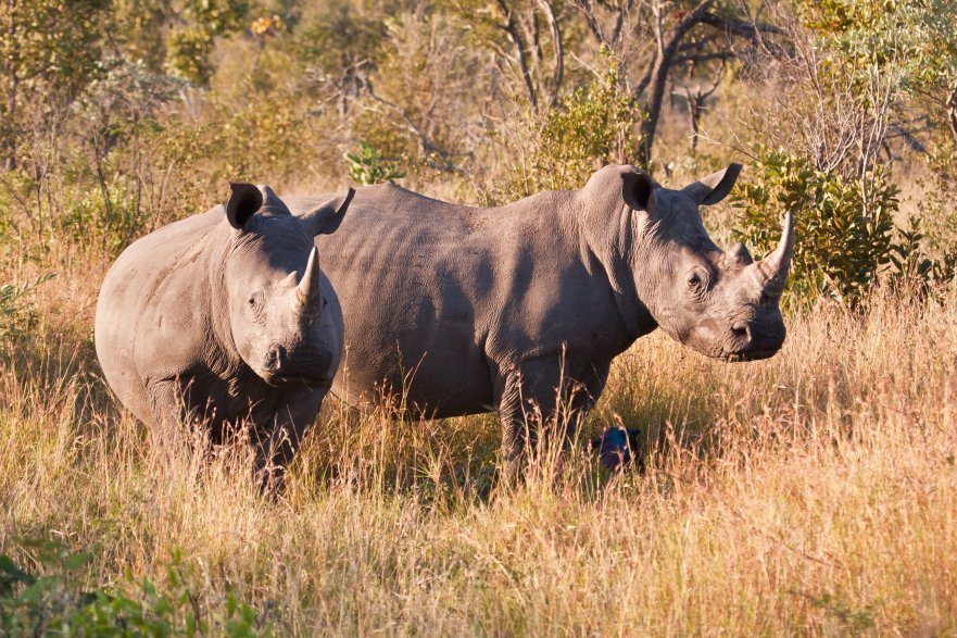 7 South African Safari Parks that are Malaria Free - Destination Tips