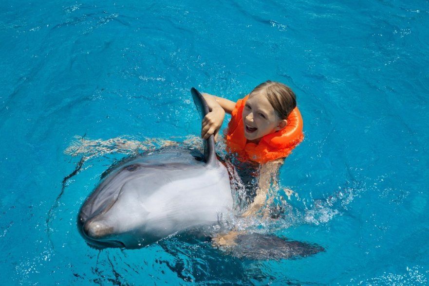 10 Places Where You Can Swim with Dolphins, But Should You ...