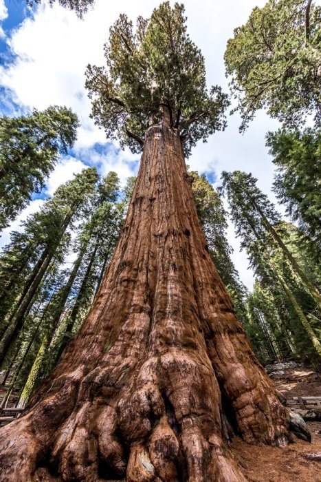 11 Most Remarkable Trees on the Planet - Destination Tips - Page 4 of ...