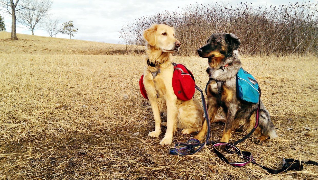 Носить собаку. Три собаки спинами. Dog Hiking. Несет собаку на спине.