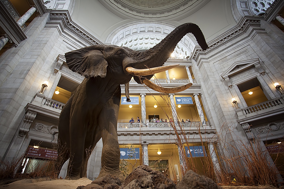 Smithsonian natural museum