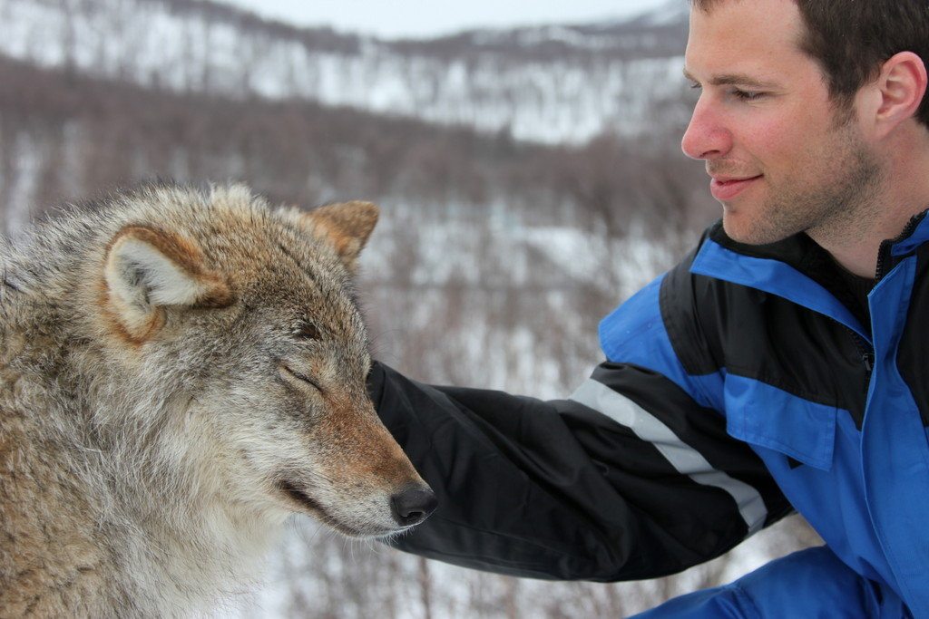 Norway's Wolf Lodge Offers an Up Close and Personal Wolf Experience ...