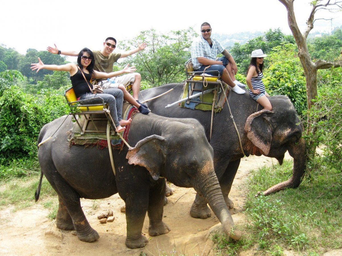 10 Reasons Why We Need to Stop Riding Elephants in Thailand - Page 6 of